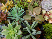 Succulent mix ⌀5.5cm 10cm